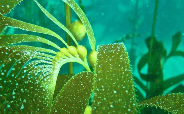 Kelp Forest Influences on Coastal Circulation