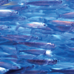 Understanding Marine Fish Meta-population Dynamics